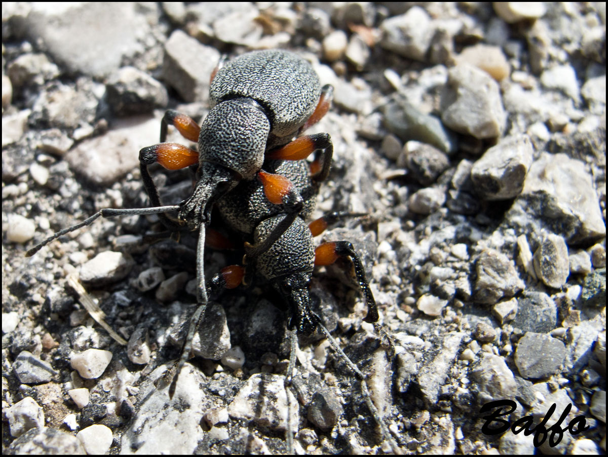 Calandra granaria? - Otiorhynchus cardiniger ssp. cardiniger